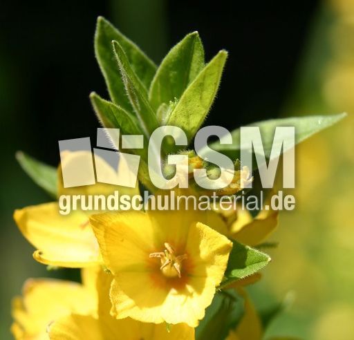 Goldfelberich-1.JPG